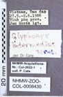 Etiketten zu Glyphonyx intermedius (Fleutiaux, 1941) (NHMW-ZOO-COL-0008430)